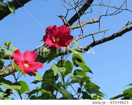 赤い大きい花はタチアオイの花 95549625
