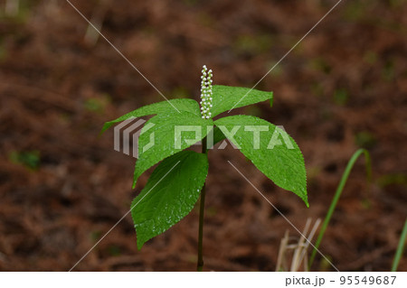 フタリシズカ 95549687