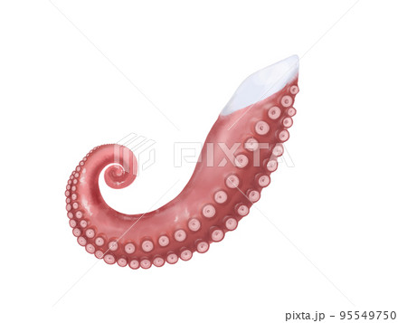 タコ足のリアルな水彩イラスト 95549750