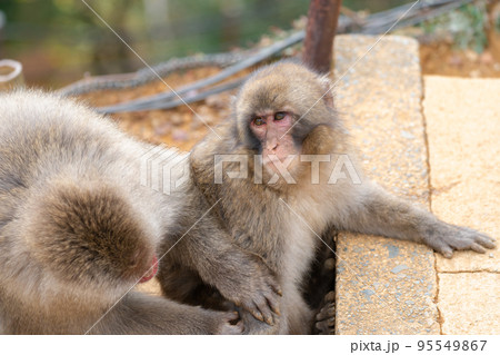 京都の嵐山モンキーパークいわたやまのサル 95549867