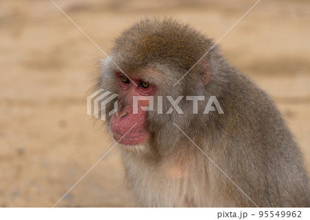 京都の嵐山モンキーパークいわたやまのサルの顔のアップ 京都の嵐山モンキーパークいわたやまのサルの顔のアップ 95549962