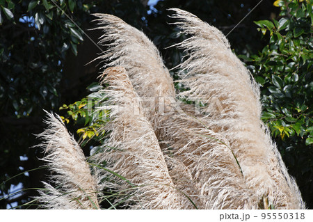 パンパスグラス 95550318