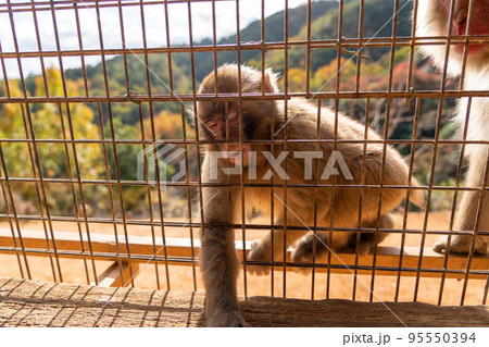 京都の嵐山モンキーパークいわたやまのサルが餌をもらうために柵から手を出している 京都の嵐山モンキーパークいわたやまのサルが餌をもらうために柵から手を出している 95550394