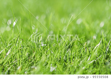 Texture, background, pattern of green grass with an insect. Bokeh with light reflection. Natural backdrop 95550508
