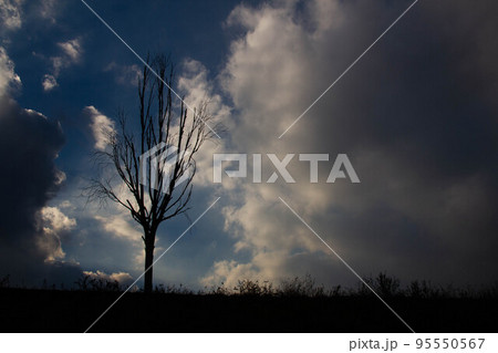 Black silhouette of a withered tree. An ominous black silhouette in dark smoke against the night sky. A beautiful background for a scary Halloween greeting card. Colorful summer sunset. Place for text Black silhouette of a withered tree. An ominous black silhouette in dark smoke against the night sky. A beautiful background for a scary Halloween greeting card. Colorful summer sunset. Place for text 95550567