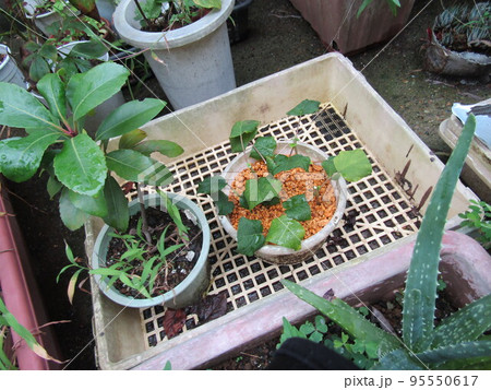 花期の長いアナベルアジサイの挿し木と植木 95550617