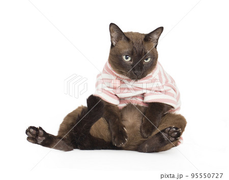 cat sat staring with sly eyes , Suphalak cat breed 95550727