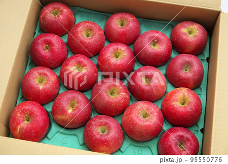 リンゴ(涼香の季節) リンゴ(涼香の季節) 95550776