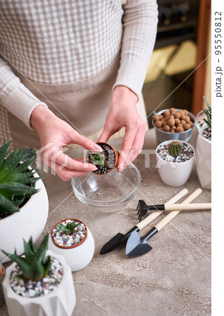 Succulent haworthia Plant in brown plastic Pot ready for transplanting planting Succulent haworthia Plant in brown plastic Pot ready for transplanting planting 95550812