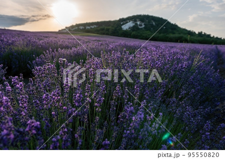Close up Lavender flower blooming scented fields in endless rows on sunset. Selective focus on Bushes of Lavandula angustifolia purple aromatic flowers at lavender fields. Lavandula officinalis Close up Lavender flower blooming scented fields in endless rows on sunset. Selective focus on Bushes of Lavandula angustifolia purple aromatic flowers at lavender fields. Lavandula officinalis 95550820