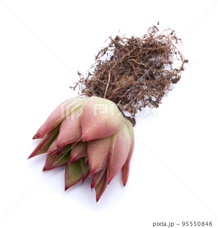 Echeveria Succulent Plant with roots Isolated on White Background Echeveria Succulent Plant with roots Isolated on White Background 95550846