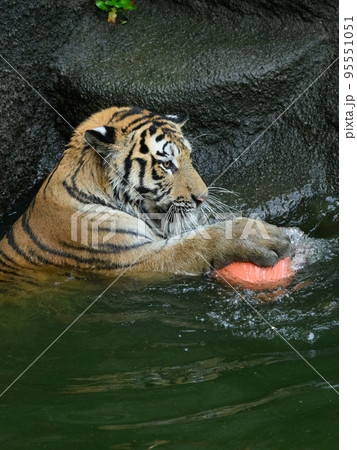 水球するアムールトラの横顔 95551051