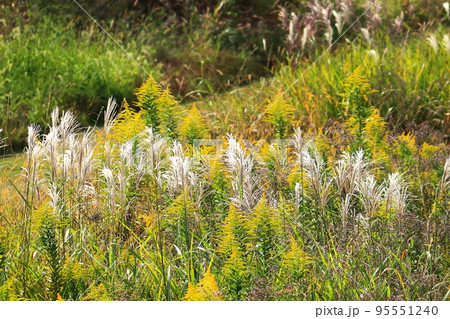 河川敷のセイタカアワダチソウとススキ 95551240