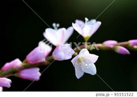 日差しに輝く桜色のサクラタデがタデ科の中では大きな花を咲かせている 95551522