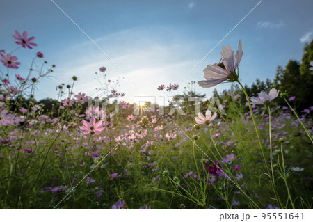 とよのコスモスの里 とよのコスモスの里 95551641
