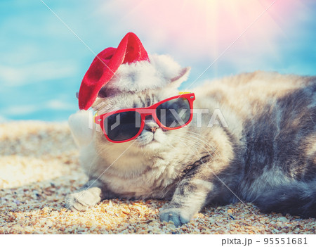 Cat wearing Santa hat and sunglasses lying on the beach 95551681