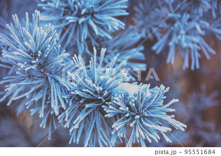 Pine branches covered with rime. Nature winter background. Winter nature. Snowy forest. Christmas background Pine branches covered with rime. Nature winter background. Winter nature. Snowy forest. Christmas background 95551684