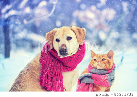 Dog and cat wearing knitted scarf sitting together outdoors in the snow in winter. Christmas scene 95551735