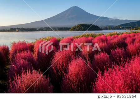 早朝の山梨県河口湖湖畔のコキアと富士山 95551864