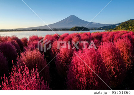 早朝の山梨県河口湖湖畔のコキアと富士山 95551866