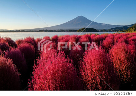 早朝の山梨県河口湖湖畔のコキアと富士山 95551867
