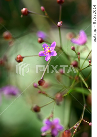 賑やかな線香花火のようなハゼランのピンクの花は何故か三時頃には咲いてくる 賑やかな線香花火のようなハゼランのピンクの花は何故か三時頃には咲いてくる 95552014