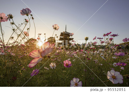 法起寺のコスモス 法起寺のコスモス 95552051