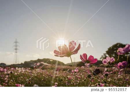 法起寺のコスモス 法起寺のコスモス 95552057