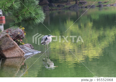 ハンティング中の青鷺 ハンティング中の青鷺 95552068