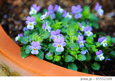 ビオラ ビオラ 95552100