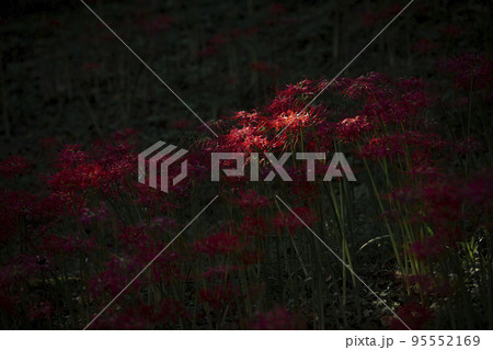 仏隆寺の彼岸花 仏隆寺の彼岸花 95552169