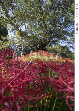 仏隆寺の彼岸花 仏隆寺の彼岸花 95552171