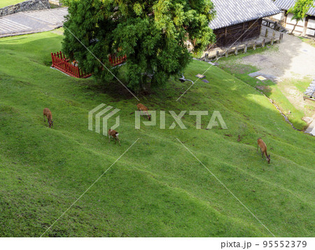 東大寺二月堂の草を食べる鹿の群れ 東大寺二月堂の草を食べる鹿の群れ 95552379
