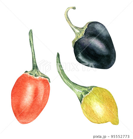 Red, yellow little hot pepper watercolor illustration isolated on white background. Red, yellow little hot pepper watercolor illustration isolated on white background. 95552773