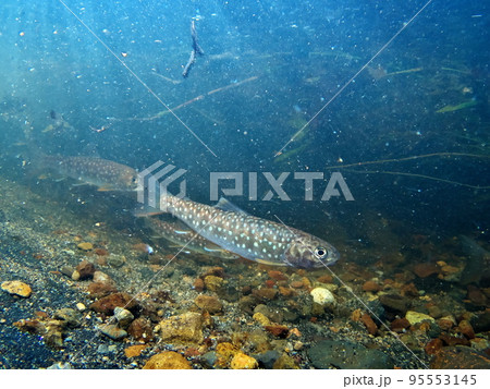 アメマス水中撮影 95553145