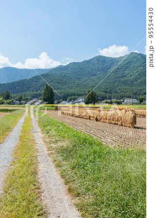 砂利道と天日干し米【安曇野市】 砂利道と天日干し米【安曇野市】 95554430