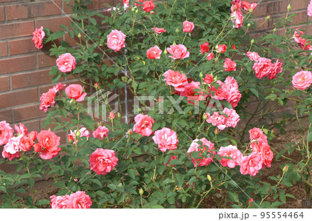 レンガの壁と濃いピンク色の野バラ 95554464