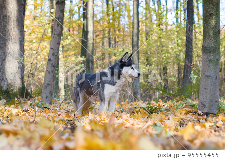 portrait of siberian Husky portrait of siberian Husky 95555455