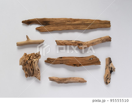 並べられたいろいろな形の流木 並べられたいろいろな形の流木 95555510