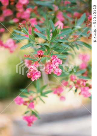 Pink oleander flowers among green foliage Pink oleander flowers among green foliage 95555518