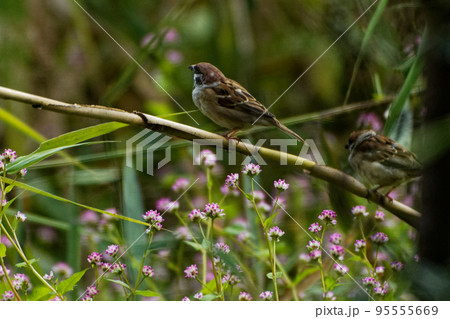 ものさし鳥スズメ科スズメ ものさし鳥スズメ科スズメ 95555669