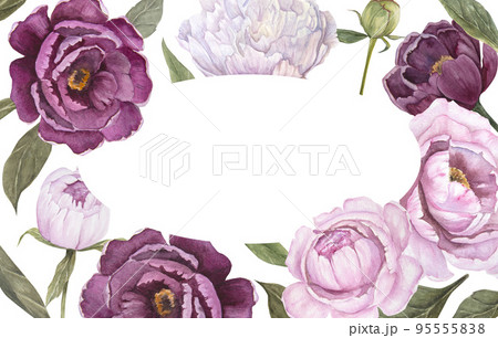 Watercolor illustration of frame pink and violet peony flower isolated Watercolor illustration of frame pink and violet peony flower isolated 95555838