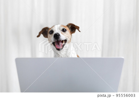Happy dog with laptop in white home 95556003