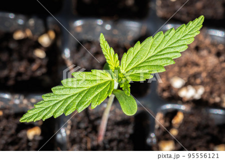 Small plant of cannabis seedlings at the stage of vegetation planted in the soil in the sun. Marijuana for medical purposes 95556121