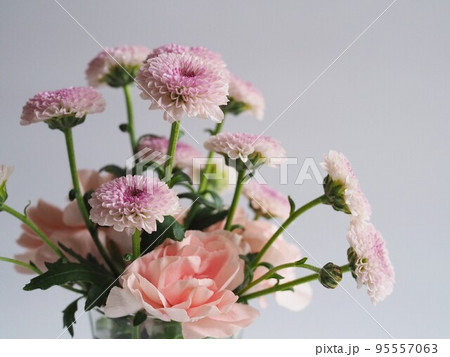 白背景にピンク色の菊 白背景にピンク色の菊 95557063
