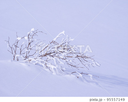 雪原の霧氷 (北海道、ニセコ) 95557149