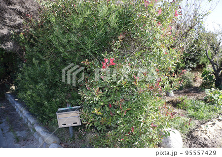 剪定時期の庭木 剪定時期の庭木 95557429