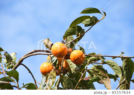 柿の実 95557634
