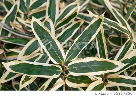 クマザサ 95557850