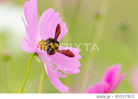 コスモスにとまる蜂 コスモスにとまる蜂 95557922